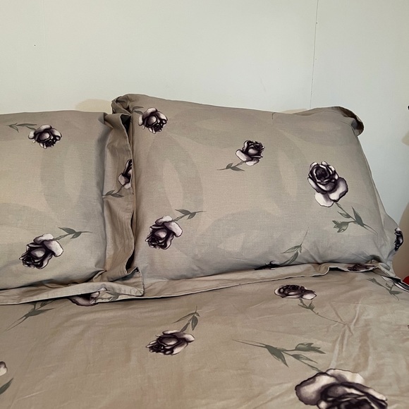 Shams - Picture 2 of 4